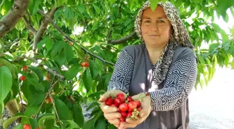 Tokat'ta turfanda kiraz hasadı başladı