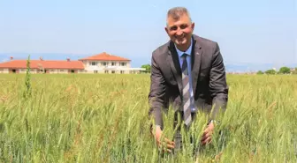 Gölcük'de ekilen buğdaylar yetişmeye devam ediyor