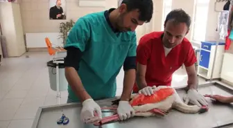 Kırşehir'de yaralı flamingo tedavi ediliyor