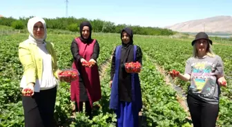 Malatya'da çilek 'kadın elinde' yetişiyor