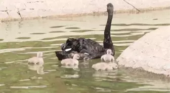 Kuğulupark'ın 'çirkin ördek yavruları' suyla tanıştı