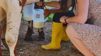 Bilimsel olarak kanıtlanan çalışma gündeme bomba gibi düştü! Yeni proteinimiz hamamböceği sütü inek sütünden dört kat faydalı