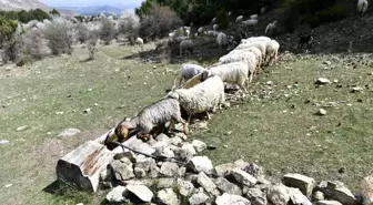 Ankara Büyükşehir'den Hayvancılık Yapan Çiftçilere Sıvat Desteği