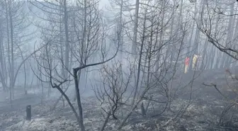 Bolu'da çıkan orman yangını kontrol altına alındı