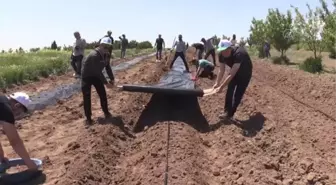 Geleceğin ziraat mühendisleri uygulama bahçelerinde yetişiyor