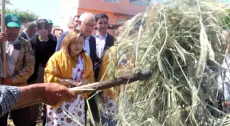 Geleneksel yöntemlerle yapılan firik ütme başladı