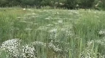 Kadınların 'kır papatyası' mesaisi başladı