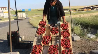 Market çalışanı ücreti yetersiz bulunca çilek işine girdi: Yıllık kazancı 800 bin TL