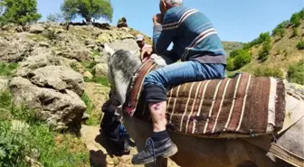 Ayı saldırısında yaralandı, at sırtında ambulansa kadar götürüldü