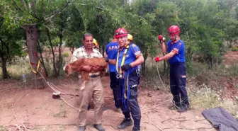 Kuyuya düşen keçiyi AFAD kurtardı