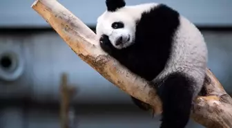 Malezya'daki Dev Panda Sheng Yi 1 Yaşını Kutladı