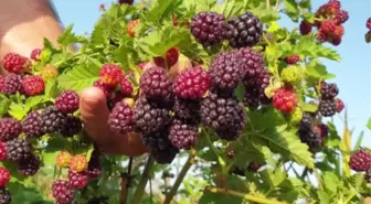 Erkenci böğürtlen hasadına başlandı