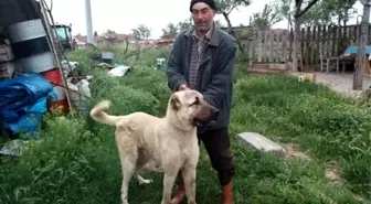 Bir kişinin öldüğü koyun otlatma kavgasında gözaltına alınan baba oğul tutuklandı