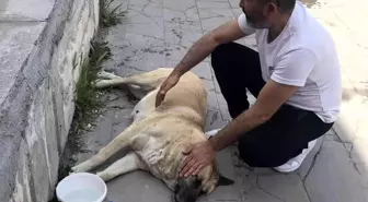 Sokak köpeği 'Kocakız' için vatandaşlar seferber oldu