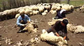 Muş'ta koyun kırkma zamanı