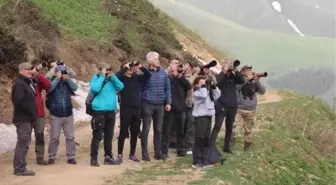 Rize'deki şenlikte sabahın ilk ışıklarıyla dağ horozu gözlemlediler