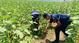 Adana'da ayçiçeği tarlasında 620 kök Hint keneviri ele geçirildi