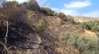 Aydın'da zeytinlik alandaki yangın büyümeden söndürüldü