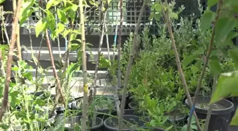 Bornova Belediyesi'nden Ücretsiz Meyve Fidanı