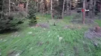 Boz ayının drondan kaçışı kamerada