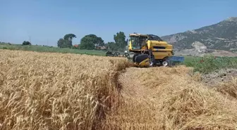 Söke Ovası'nda buğday bereketi