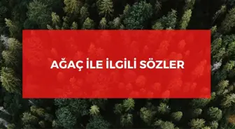 Ağaç ile ilgili sözler 2022: Anlamlı ağaç ile ilgili kısa sözler! Ağaç sözleri!