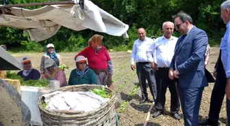 Bafra'da tütün fideleri toprakla buluştu