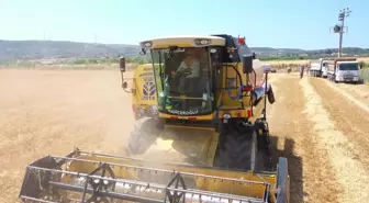 Didim Belediye Başkanı Atabay'dan İlk Buğday Hasadı