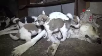 Evin merdiven boşluğuna sığınan sokak köpeği ve 11 yavrusuna ev sahibinden şefkat eli