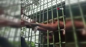 Sinirlendirdiği orangutandan dakikalarca kurtulamadı