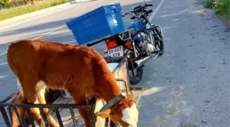 Yolda bulduğu buzağı motosikletin sepetine atıp karakola götürdü