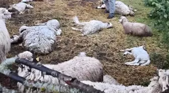 Kurt sürüsü yaylada etrafı çitle çevrili ağıla girerek 35 koyunu öldürdü