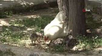 Annelerinin bakmadığı hindi yavrularını tavuk sahiplendi