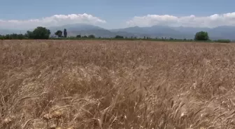 İzmir'de Karakılçık Buğdayı Eken Üreticinin Yüzü Güldü