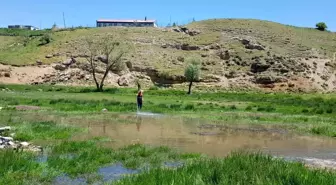 Tatvan'da ilaçlama ekipleri iş başında