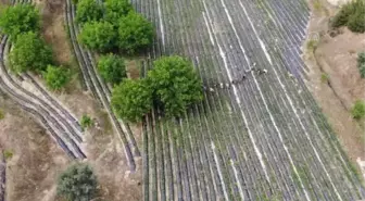 'Vali Hanım çileği' kadınlara ekmek kapısı oldu