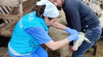 Domaniç'te küçükbaş hayvanlara veba ve brucella aşısı ile küpeleme uygulaması