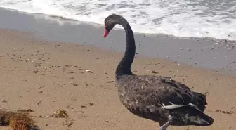 Koruma altındaki Siyah Kuğu, Türkiye'de ikinci kez Antalya'da görüldü