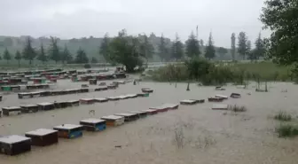 Yağmur nedeniyle derenin taşması sonucu 100 kovan arı telef oldu