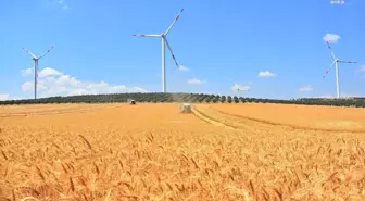 Akhisar Belediyesi, 400 Dönümlük Arazisinde Buğday Hasadına Başladı