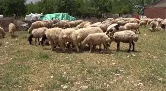 Elazığ'da koyun kırkma mesaisi başladı: Eskiden servet değerinde olan yünler, şimdilerde yakılıyor