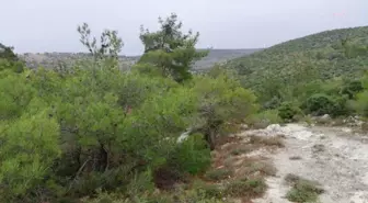 İzmir Bergama'daki Perlit Ocağı İçin Binlerce Ağaç Kesilecek