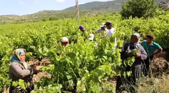 Konya'da üzüm yaprağı hasadı başladı