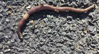 İstilacı solucan türüne karşı uzmanlar uyardı: 30 santim sıçrayabiliyor ve dışkıları taş duvarları devirebiliyor