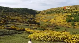 Perşembe Yaylası'nda orman gülleri renk cümbüşü yaşatıyor