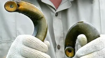 Ne balık ne de yılan! Balıkçıyı nehirden karaya kadar kovaladı