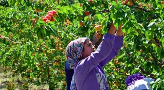 Erkenci kayısı çiftçinin yeni gelir kapısı oldu