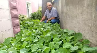 Karadenizli Müezzin cami bahçesini sebze tarlasına çevirdi