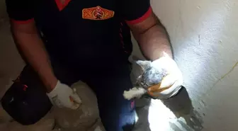 Kilis'te 4 yavru kedi kurtarıldı