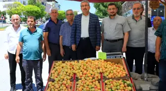 Malatya kayısısı tezgahlarda